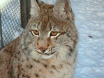 rys_2007