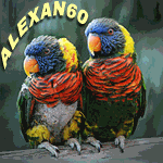 Alexan60