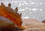 ������� Sonido_del_mar