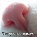 ������� ���������������