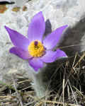 deadly_nightshade