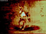 ������� wh1tepony