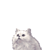 The_White_Cat
