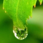 lonely_green