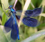 ������� NDragonfly