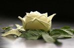 neferit