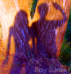 Ray_Sunset