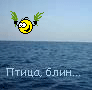 ptitsa_galka