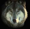 ������� Alone_Wolf