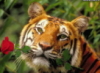 ������� Tigra911