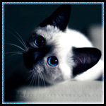 ������� Aromatka
