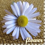 -ALEXANDRINA-