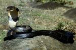 ������� Master_Snake
