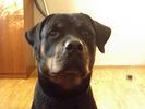 ������� PuffDogg