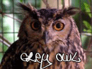 ������� Grey_Owl