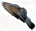 ������_����_�����