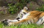 ������� tigr-raa