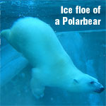 ������� Polarbear