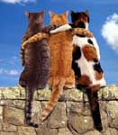 ������� Hil