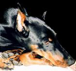 ������� Doberwoman