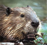 ibeaver